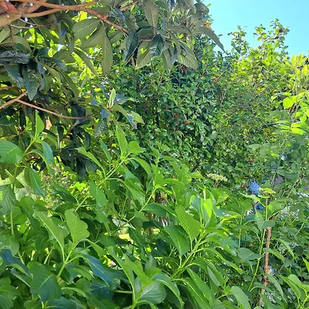 Casa Pinho Landhaus *